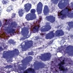Anti-Cyclin B1 antibody used in IHC (Paraffin sections) (IHC-P). GTX73034